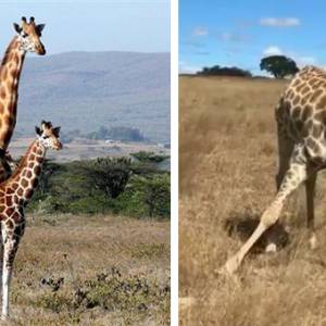 长颈鹿低头吃草 7秒影片逾千万次观看