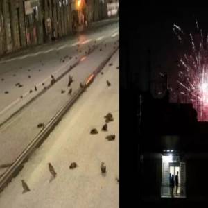 意大利罗马街头数百只鸟疑被新年烟花“吓死”