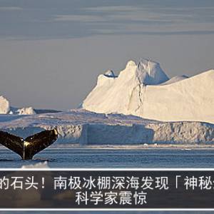 活的石头！南极冰棚深海发现「神秘生物」...科学家震惊