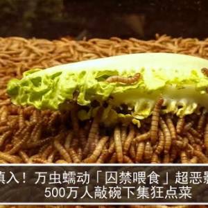 慎入！万虫蠕动「囚禁喂食」超恶影片曝　500万人敲碗下集狂点菜