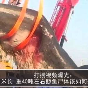 打捞视频曝光：18 米长 重40吨左右鲸鱼尸体该如何处理？