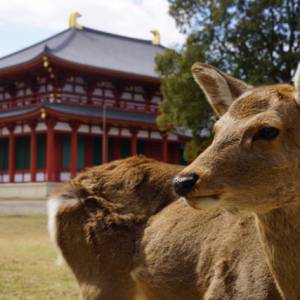 不满车被撞，日男子砍死奈良鹿 ！