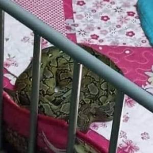 蟒蛇在2岁女童床上 母亲吓坏抱女儿就跑