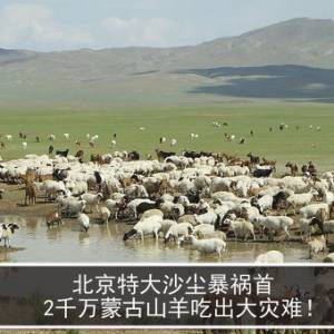 北京特大沙尘暴祸首   2千万蒙古山羊吃出大灾难！