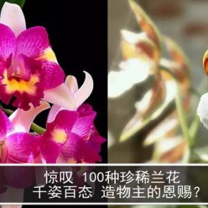 惊叹 100种珍稀兰花 千姿百态 造物主的恩赐？