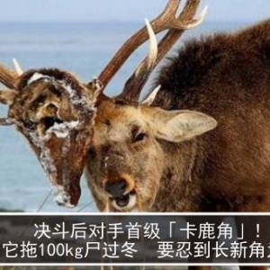 决斗后对手首级「卡鹿角」！它拖100kg尸过冬　要忍到长新角为止