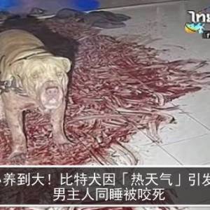 从小养到大！比特犬因「热天气」引发凶性　男主人同睡被咬死