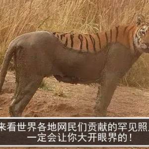 来看世界各地网民们贡献的罕见照片，一定会让你大开眼界的！