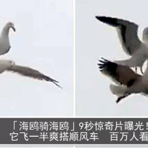 「海鸥骑海鸥」9秒惊奇片曝光！它飞一半爽搭顺风车　百万人看傻