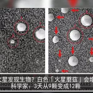 火星发现生物？白色「火星蘑菇」会增长　科学家：3天从9颗变成12颗