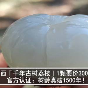 广西「千年古树荔枝」1颗要价300元　官方认证：树龄真破1500年！