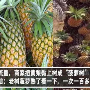 为了流量，商家把黄梨黏上树成“菠萝树”？！商家自信：老树菠萝熟了看一下，一次一百多个？！