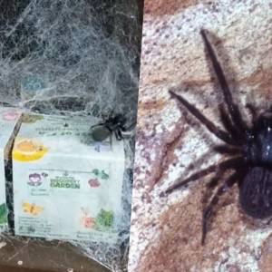 澳洲妹子把毒蜘蛛散养在家当宠物，搬家也带着跟男友一起养…这画风?!