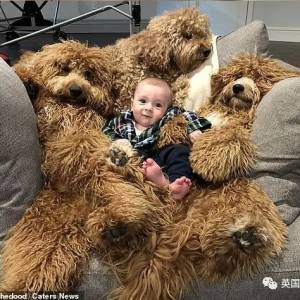 一出生自带三个“巨型泰迪”陪睡员，这个宝宝也太幸福了！