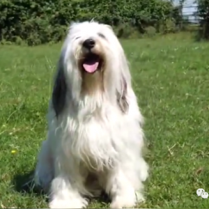 ​生来是牧羊犬却完全不会放羊，狗狗被羊当成同胞，玩得超开心！