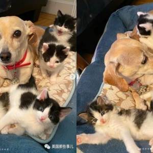 收养流浪猫后，铲屎官发现自家狗子有个隐藏技能：给猫当妈