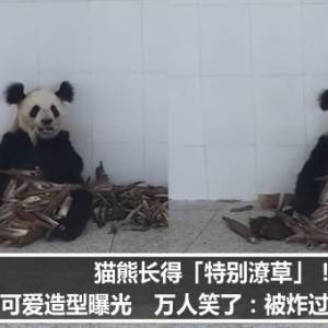 猫熊长得「特别潦草」！可爱造型曝光　万人笑了：被炸过吗