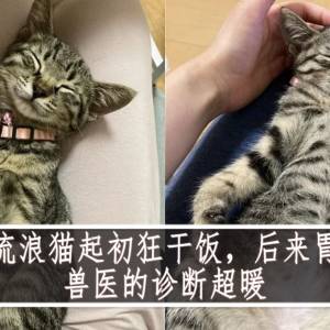 收养的流浪猫起初狂干饭，后来胃口大减。兽医的诊断超暖