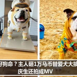 真是好狗命？主人砸1万马币替爱犬大搞生日趴　庆生还拍成MV