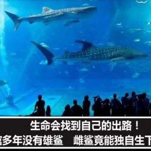 生命会找到自己的出路！水族馆多年没有雄鲨　雌鲨竟能独自生下小鲨鱼