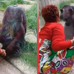 她声称和黑猩猩相爱，动物园颁发禁令：保持距离，否则禁止进入！