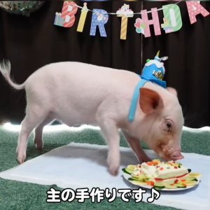 日本网友直播养宠物猪100天后，把猪做成烤乳猪吃掉了...网友们崩溃：真·杀猪盘！