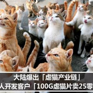 大陆爆出「虐猫产业链」　专人开发客户「100G虐猫片卖25零吉」