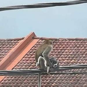 野猴偷住家猫狗上电线杆？！网民傻眼：猴子绑架其它动物！