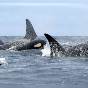 背孩子尸体17天的虎鲸妈妈再次怀孕，如今她三个亲戚也同时怀孕了！
