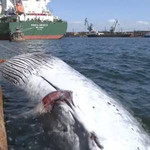 日本油轮船头挂着10米鲸鱼尸体驶入港口，网友评论简直没法看！