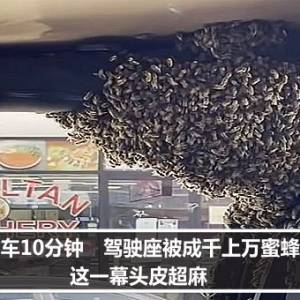 他才下车10分钟　驾驶座被成千上万蜜蜂攻占！这一幕头皮超麻