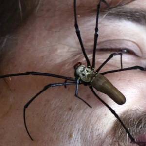 澳大利亚公园呼吁市民：抓到巨大蜘蛛，请务必上交国家！…啊??