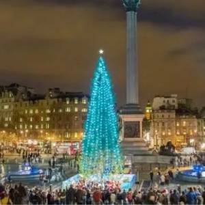 挪威年年给英国送圣诞树，今年送的长相太萎靡，被英国人吐槽惨了...