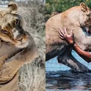狮子跟人类的拥抱疯传外网，背后是一场持续10年的艰辛救助…