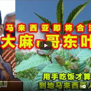 马来西亚即将合法化大麻和哥东叶？ 只有用手吃饭才算马来西亚人？