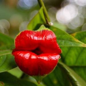 让人忍不住想轻吻的奇特植物-“嘴唇花”