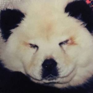意大利马戏团把狗涂成熊猫欺骗观众，拍照还要收钱！