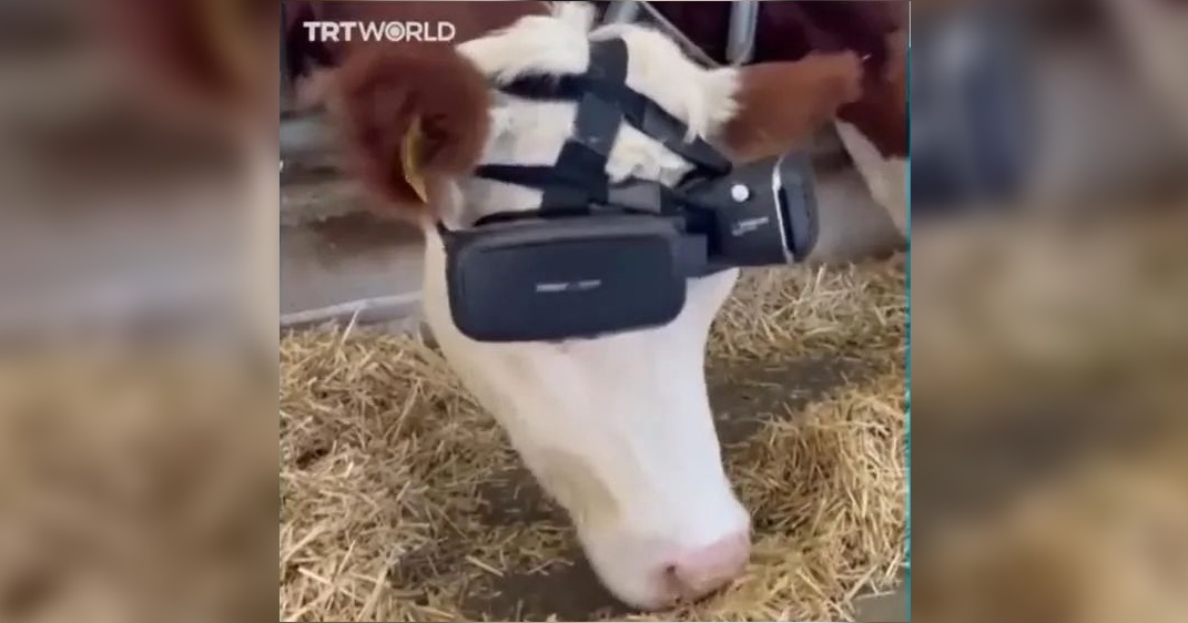 农场主给奶牛戴上VR眼镜看风景，产奶量居然提升了?!