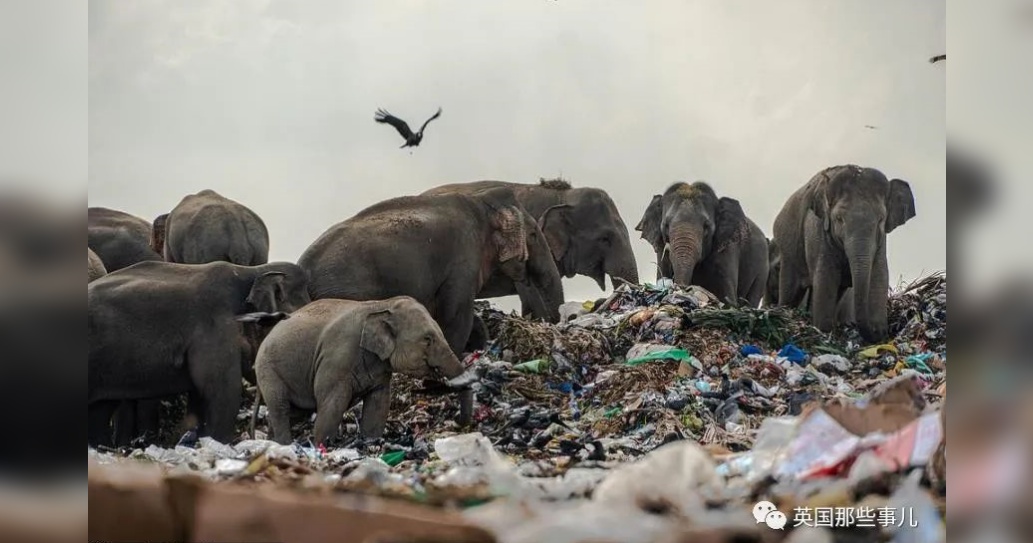 两头死在垃圾场里的大象....解剖发现它们胃里全是垃圾....