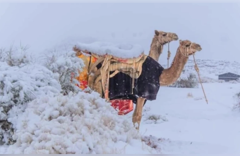 阿拉伯沙漠降大雪！骆驼群「黄沙白雪」中狂奔　超罕见画面曝光