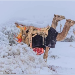 阿拉伯沙漠降大雪！骆驼群「黄沙白雪」中狂奔　超罕见画面曝光