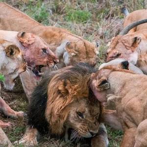 狠！公狮想抢母狮为孩子准备的食物，被母狮凶狠围殴咬掉一颗蛋！