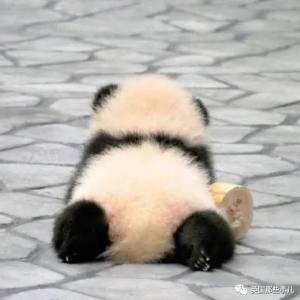 日本推出熊猫屁屁主题写真集，满屏都是圆滚滚毛茸茸……