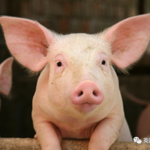 科学家用人工智能翻译猪叫，能听出猪在想啥！ 这？？！