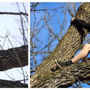 少年爬树想救猫咪，不料自己却卡在树上等待救援， 一旁猫咪悠哉看好戏