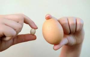 世界上最小的鸡蛋：比吉尼斯纪录还小3厘米！
