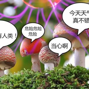 蘑菇竟然会说话！英国新研究震撼网友，不可思议堪比童话故事