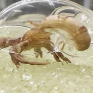 透明寄居蟹在日本爆红，壳内构造连内脏都一览无遗