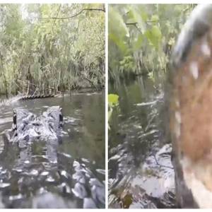 摄影师原本想要拍摄鳄鱼日常，竟意外拍到鳄鱼嘴里特写