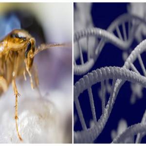 日本科学家宣布成功改造蟑螂基因，创造出生命力更强悍的变种蟑螂